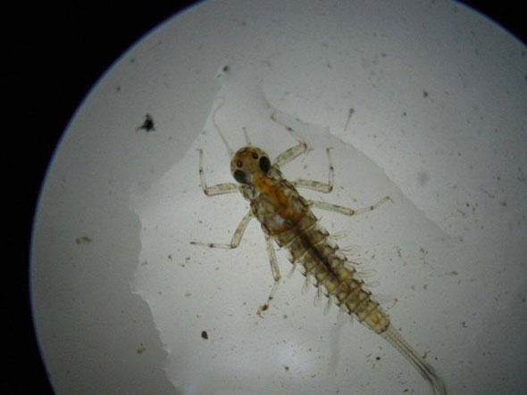 5 - Baetidae (small minnow mayfly) found